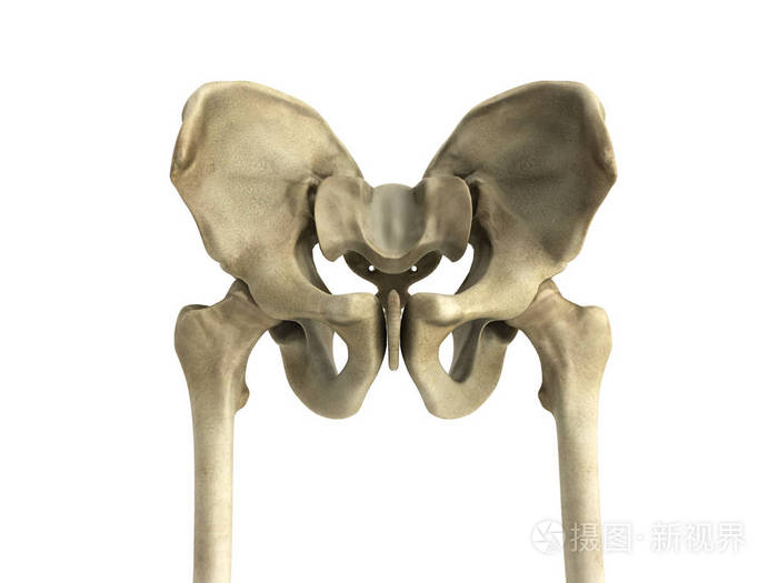3d渲染医学插图的骨盆骨