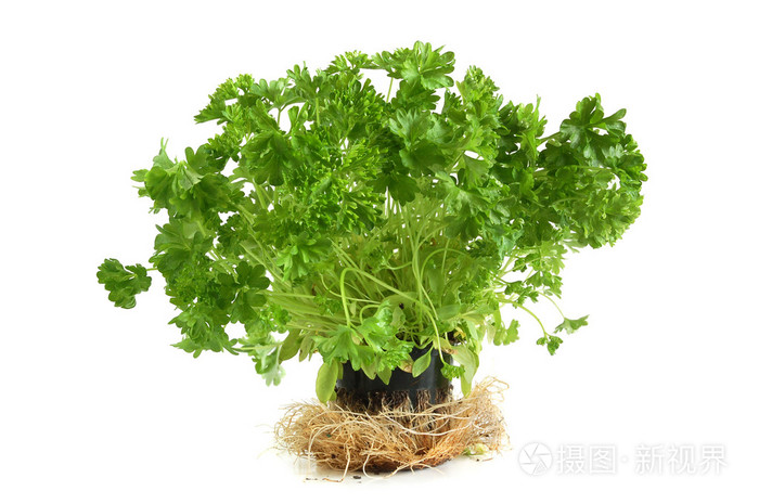 欧芹树
