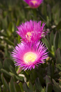 大麻哈鱼Lampranthus spectabilis