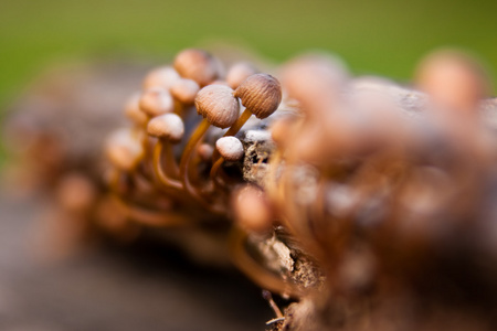 蘑菇 mushroom的名词复数  如蘑菇般生长迅速的事物