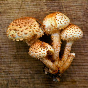 黄草蘑菇