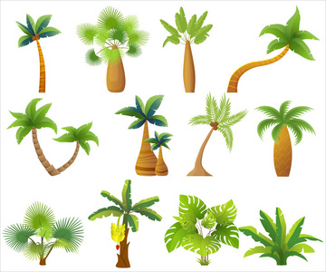 孤立的热带棕榈树。充满异国情调的棕榈树设置矢量图