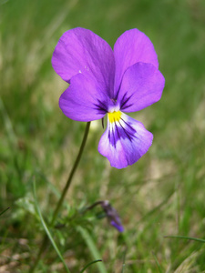 田野花