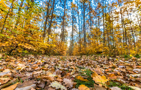 道路与落叶中的森林 秋季景观 自然教育径在波兰