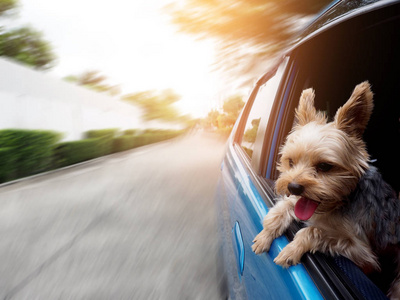 快乐的约克夏狗挂是舌头从他的嘴和耳朵吹在风中，他将他的头伸出运动和驾驶的汽车窗口