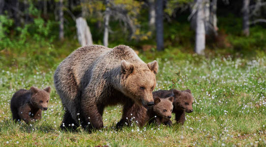 棕色母熊和她的幼崽