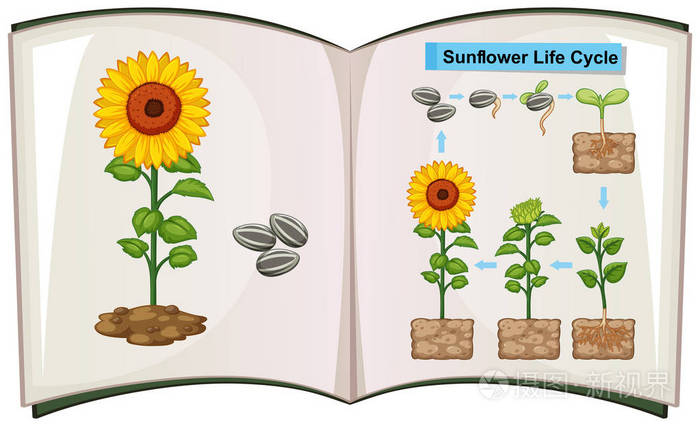 本书显示关系图的向日葵的生命周期