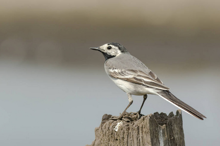 白鹡鸰鸟 Motacilla alba 的特写