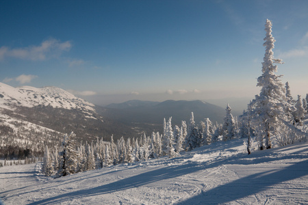 高山坡与松树