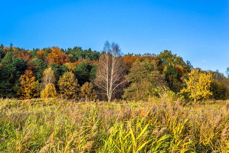 阳光明媚的秋天，森林多彩树和蓝蓝的天空景观
