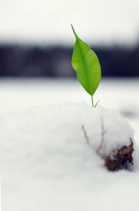 新芽突破冬天的雪