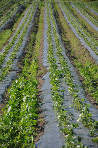 草莓生产用 plantage