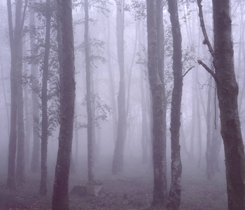 与美丽的光雾树林