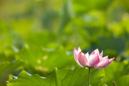 美丽的莲花为背景使用的