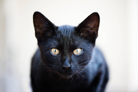 黑色的汤姆猫看着直接进入相机的白色背景