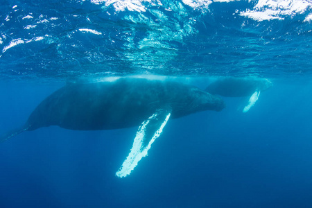 座头鲸在表面的加勒比
