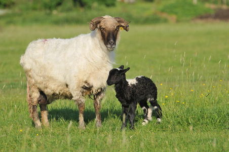 草地上的羊和羔羊
