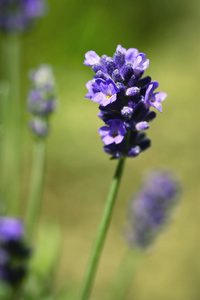 紫色薰衣草花