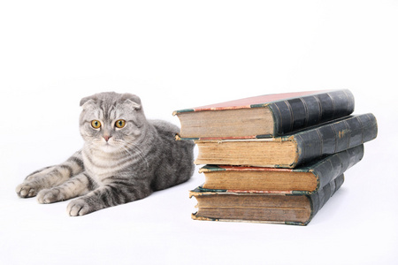 猫带着旧书