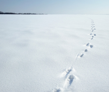 雪上野兔的踪迹
