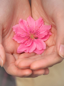 漂亮的粉色樱花花在手中