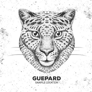 时髦动物 guepard。Guepard 手绘图枪口