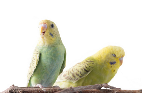 黄色和蓝色的蓓蒂格尔Melopsittacus Unulatus