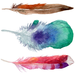 水彩的鸟羽毛从孤立的翼