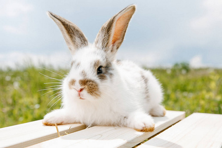一只小兔子回家, 一只西装, 一只兔子在吃绿草, 一只宠物装在木箱里。女孩把兔子抱在怀里。照片