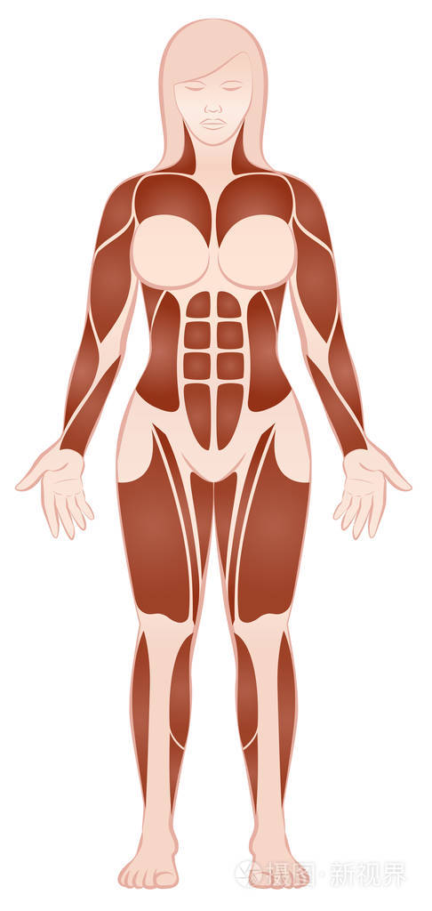 大肌肉群女性身体前视图