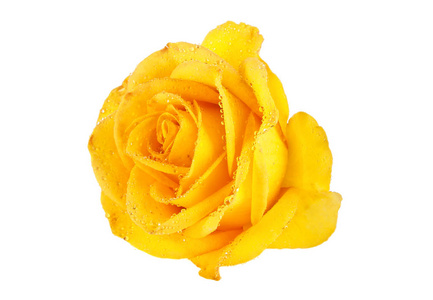 用滴在白色背景上的新鲜黄玫瑰