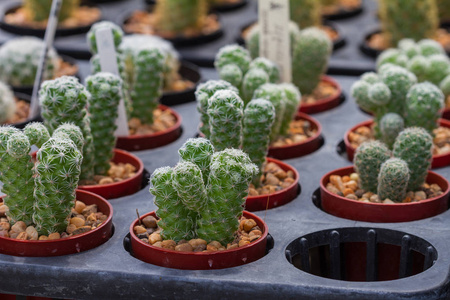 关闭了花园里的仙人掌植物