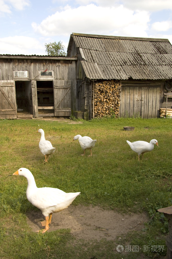 Geese照片-正版商用图片019ar0-摄图新视界