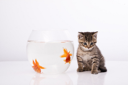家猫和金鱼