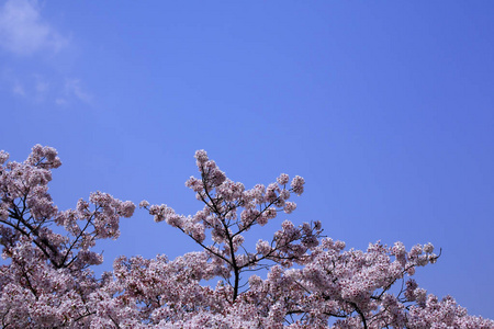 京都岚山的樱花与奥左拉