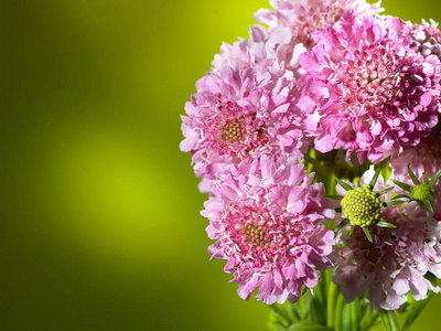 美丽的粉红色花朵的花瓣