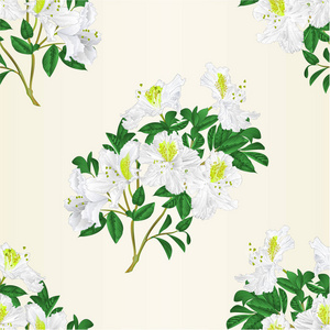 无缝纹理白色杜鹃花枝有花朵和叶子山灌木复古矢量的可编辑插图
