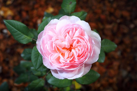 美丽的玫瑰花朵