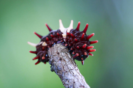 卡特彼勒 bug 在枝上自然背景的图像。惯导系统