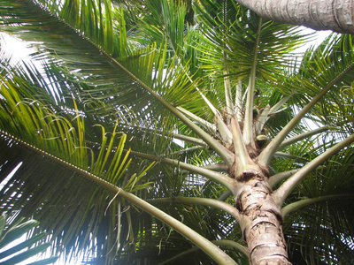 有棕榈树的亚热带森林景观