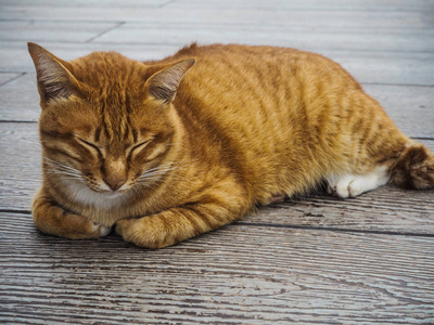 金色的头发只猫睡在木