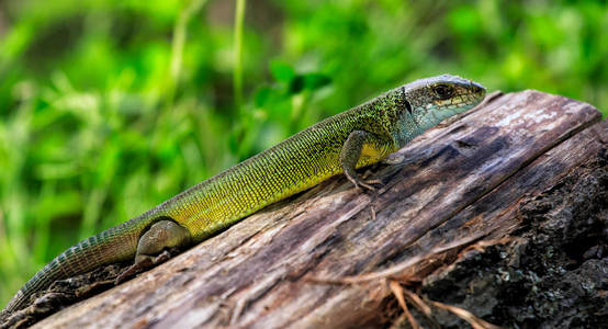 爬行动物镜头的特写。绿色蜥蜴，在阳光下的树上晒太阳。在在树上，长满了苔藓和地衣的雄性蜥蜴。沙蜥蜴