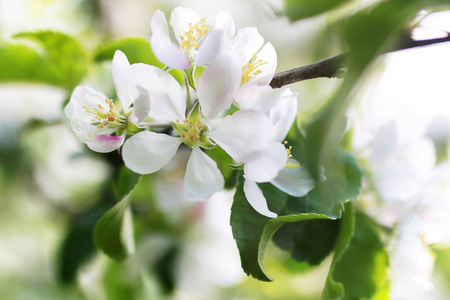 明亮的白色花朵早春开花苹果树