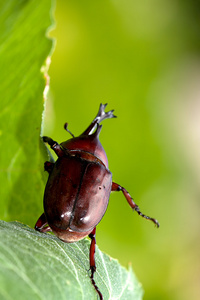 犀牛甲虫allomyrinadithotomus