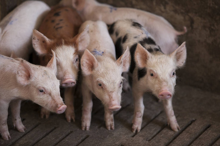 在农场，在泰国的室内农场的小猪