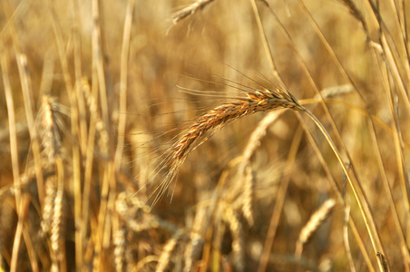 小麦地