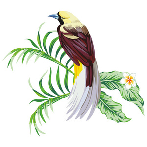热带鸟与植物打印壁纸