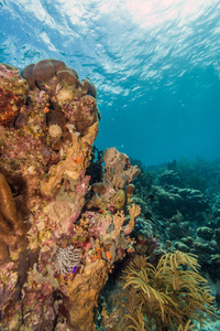 加勒比珊瑚礁博内尔