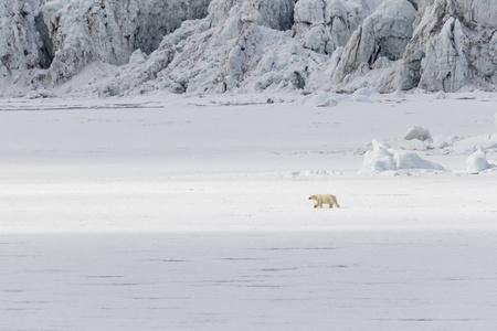 北极熊沿着浮冰沿冰川，斯瓦尔巴群岛 斯匹次卑尔根