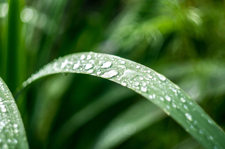 草的露水和雨水滴图片